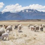 2017赛季中超联赛CCTV5全程直播精彩赛事 7cu9wb